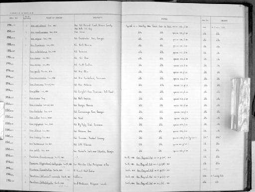 Pleurotoma (Clavus) bellula E. A. Smith, 1882 - Zoology Accessions Register: Mollusca: 1962 - 1969: page 102