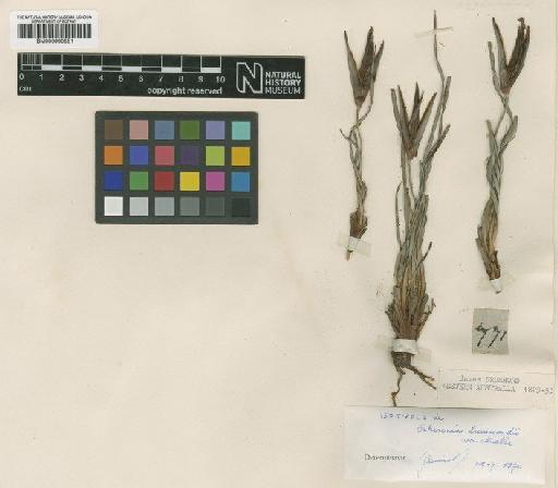 Patersonia drummondii F.Muell. ex Benth. - BM000990551