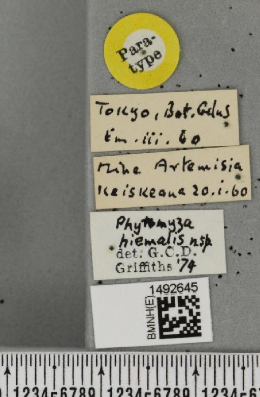 Phytomyza hiemalis Griffiths, 1974 - BMNHE_1492645_label_54379