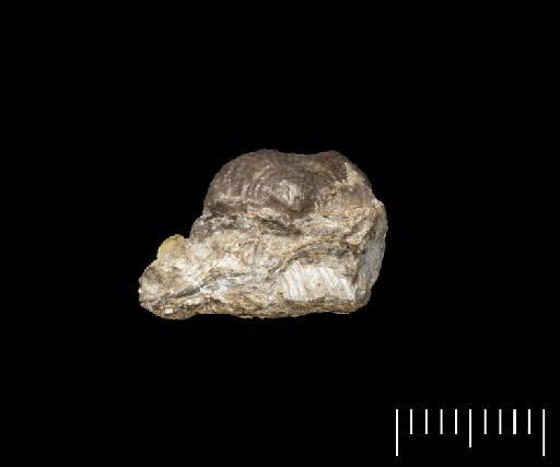 Productus lobatus J. Sowerby - B 47996