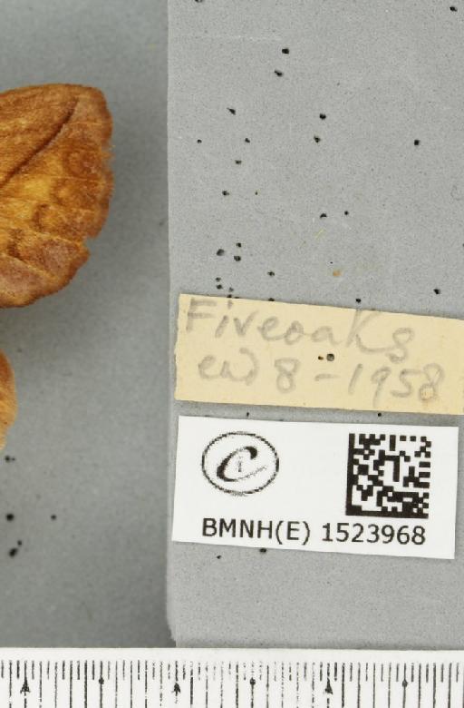 Euthrix potatoria (Linnaeus, 1758) - BMNHE_1523968_label_196811