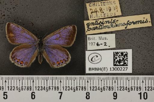 Polyommatus icarus icarus (Rottemburg, 1775) - BMNHE_1300227_135049