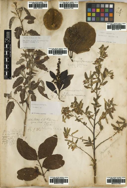 Croton eluteria (L.) Sw. - BM001047021