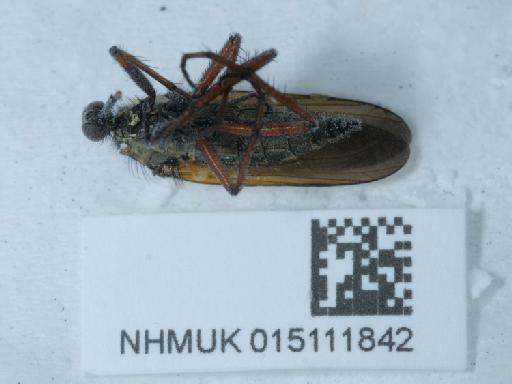 Empis (Euempis) tessellata Fabricius, 1794 - 015111842_1