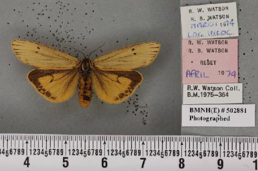 Coscinia striata (Linnaeus, 1758) - BMNHE_502881_355625