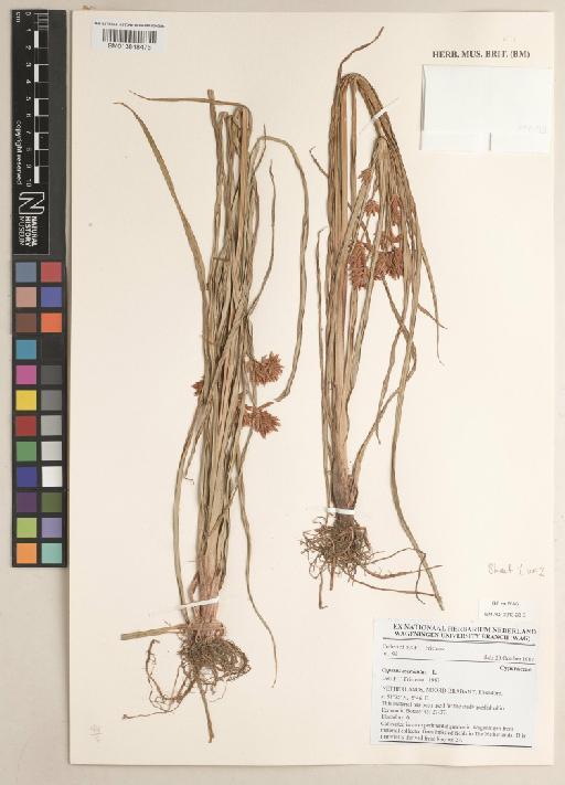 Cyperus esculentus L. - 013848476