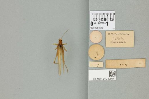 Alloteratura subanalis (Karny, 1926) - 012496644_reverse_1