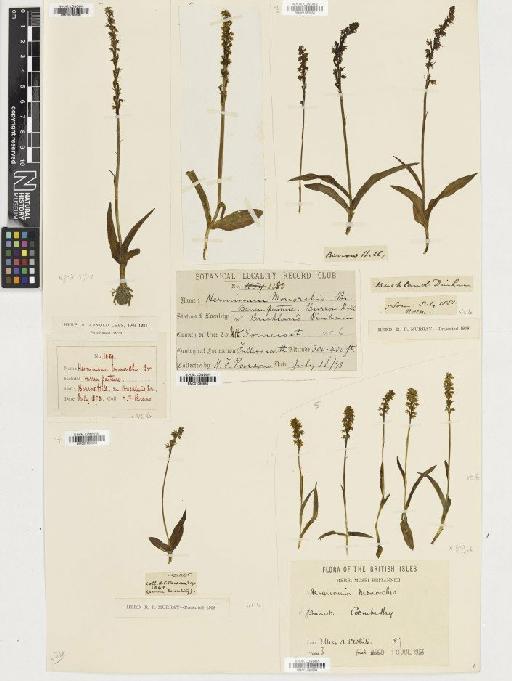 Herminium monorchis (L.) R.Br. - BM001080533