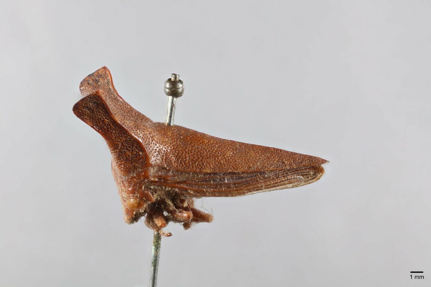Hemikyptha thumbnail