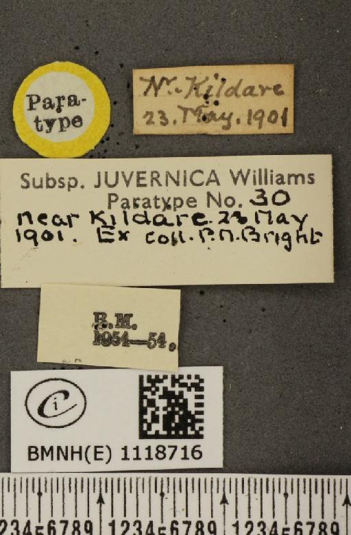 Leptidea sinapis juvernica Williams, 1946 - BMNHE_1118716_label_73917