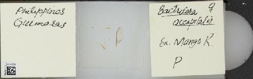 Bactrocera (Bactrocera) occipitalis (Bezzi, 1919) - BMNHE_1444428_57385
