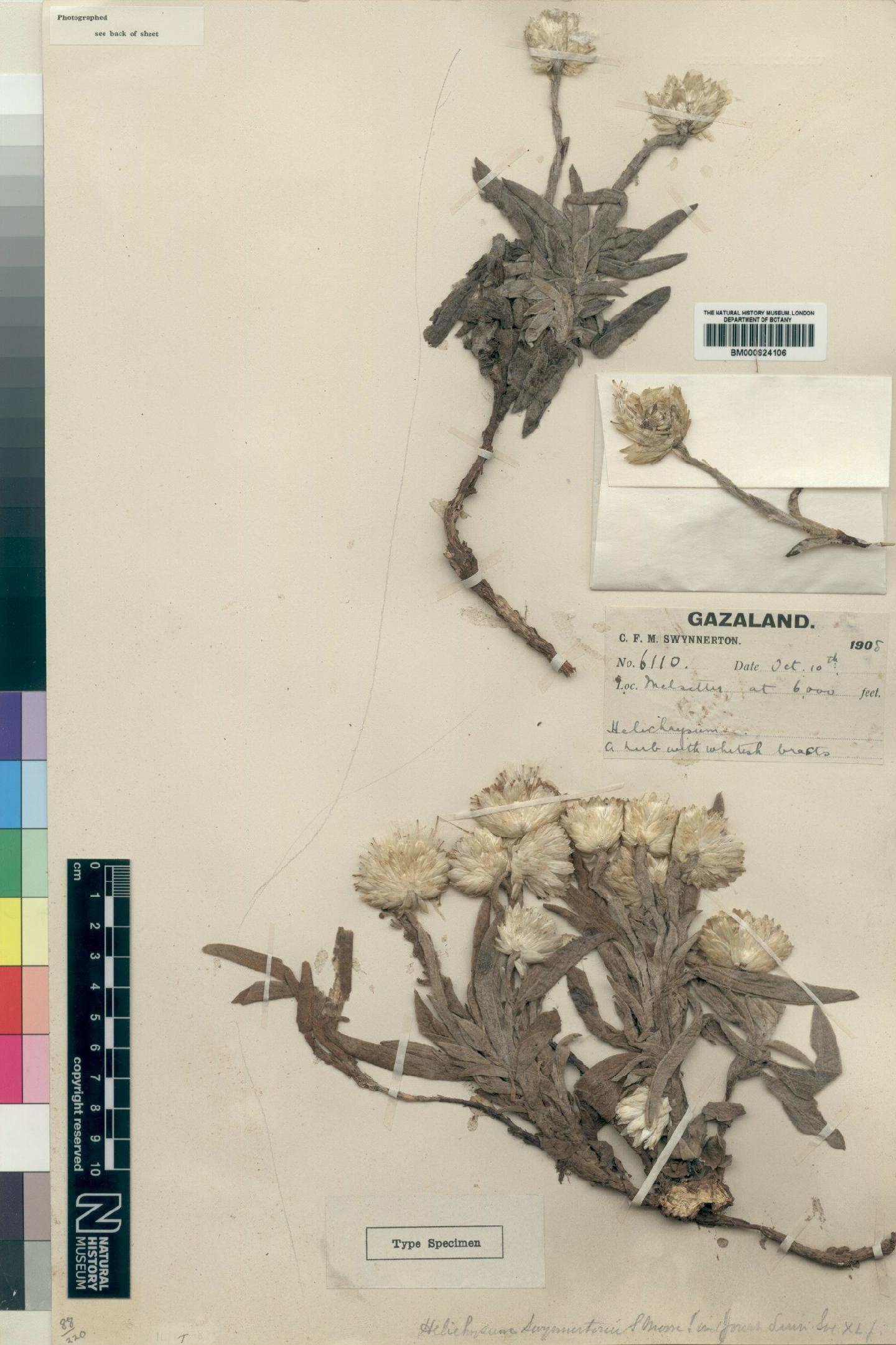 To NHMUK collection (Helichrysum swynnertonii Moore; Type; NHMUK:ecatalogue:4529134)