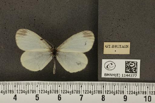 Leptidea sinapis sinapis Linnaeus, 1758 - BMNHE_1144377_98962