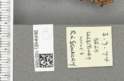 Aglais urticae ab. nigrita Fickert, 1897 - BMNHE_1057055_label_46734