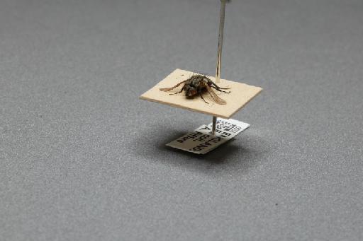 Sarcophaga (Myorhina) nigriventris Meigen, 1826 - 015092550_additional_3