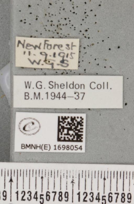 Nycteola revayana ab. lichenodes Sheldon, 1919 - BMNHE_1698054_label_295153