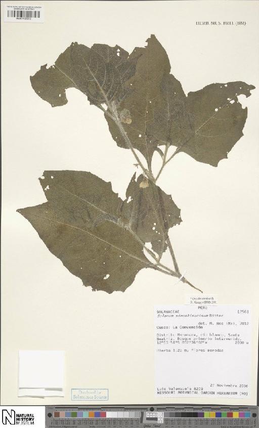 Solanum sinuatiexcisum Bitter - BM001120210