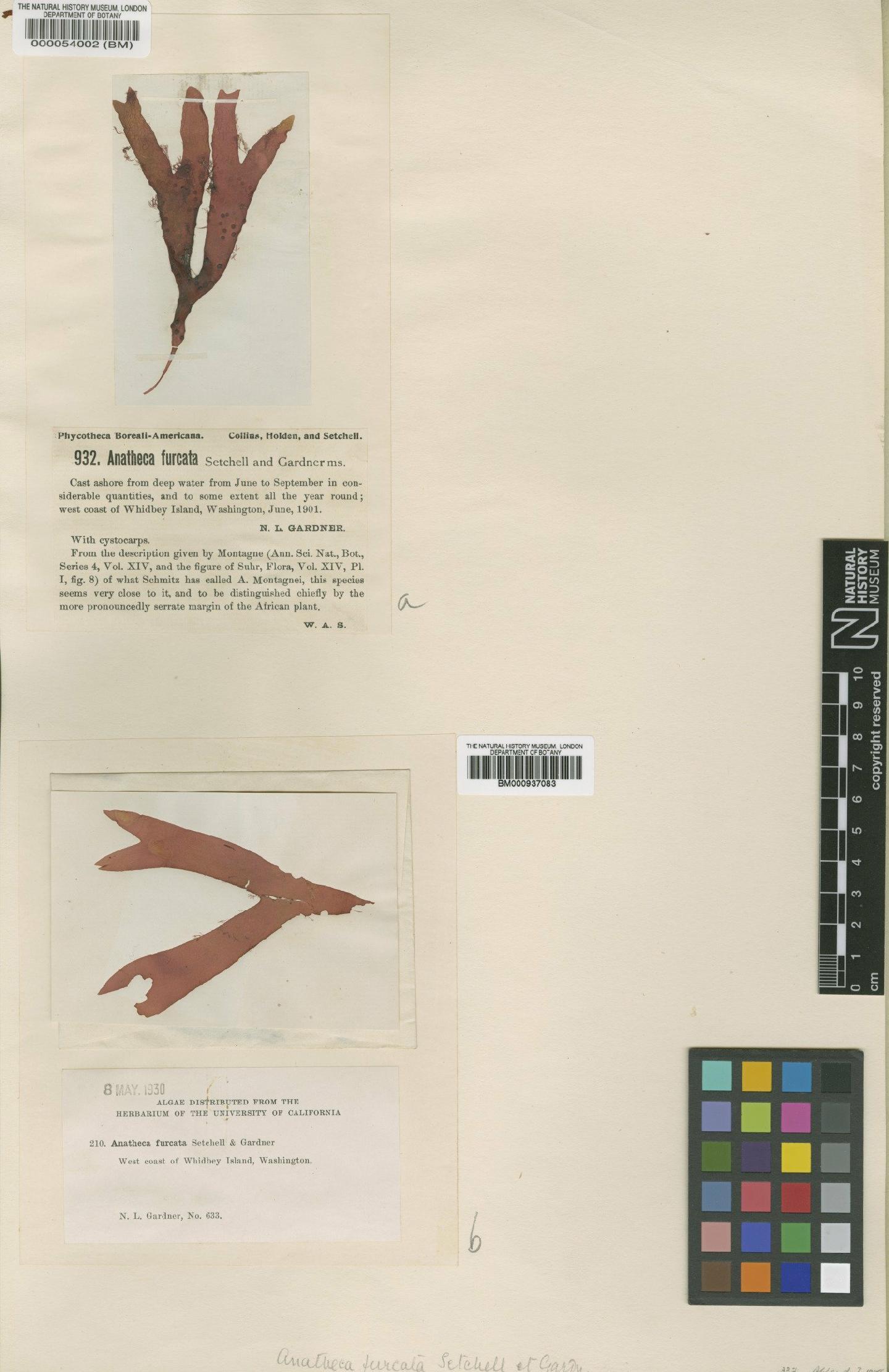 To NHMUK collection (Sarcodiotheca furcata (Setch. & N.L.Gardner) Kylin; Syntype; NHMUK:ecatalogue:466435)