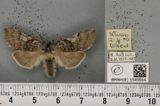 Achlya flavicornis scotica Tutt, 1888 - BMNHE_1549864_239522