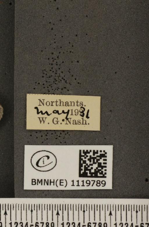 Leptidea sinapis sinapis Linnaeus, 1758 - BMNHE_1119789_label_74585