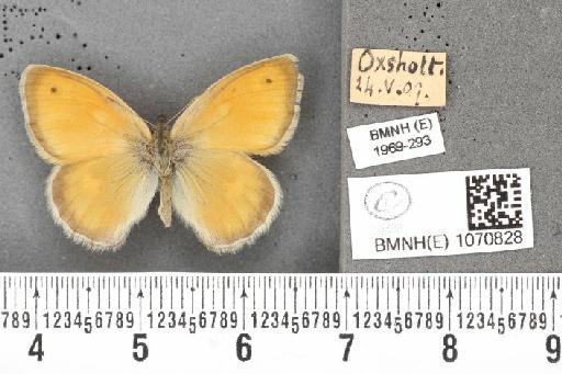 Coenonympha pamphilus (Linnaeus, 1758) - BMNHE_1070828_28070