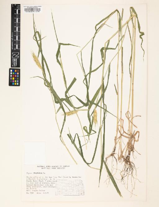 Elymus virginicus L. - 000063845