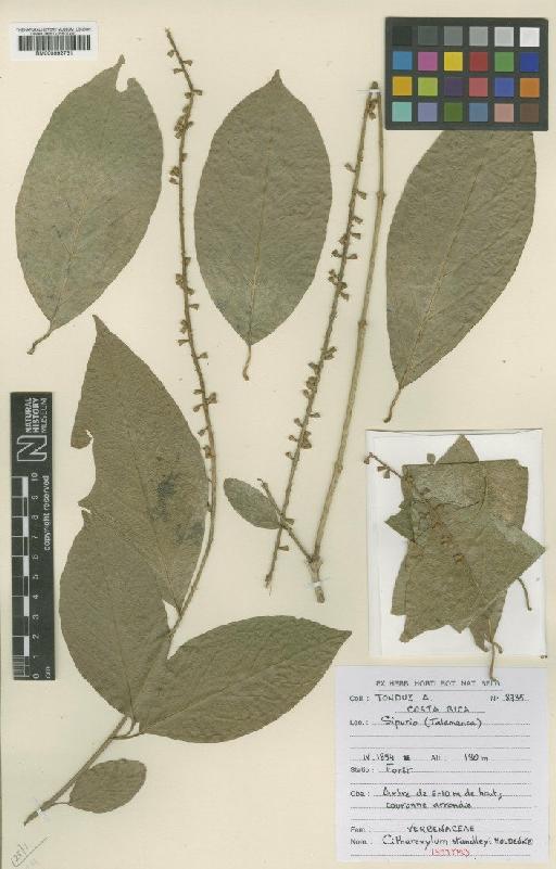 Citharexylum standleyi Moldenke - BM000992731