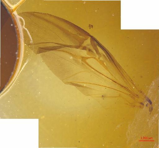 Melolonthinae Leach, 1819 - 010130263___5