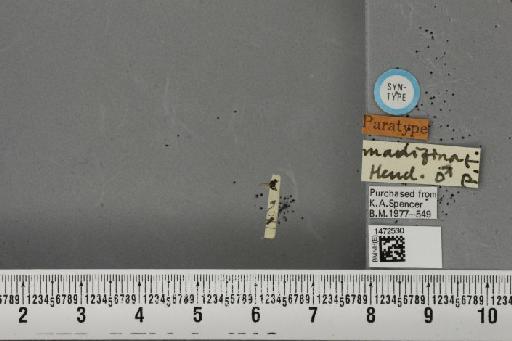 Ophiomyia madizina Hendel, 1920 - BMNHE_1472530_60318