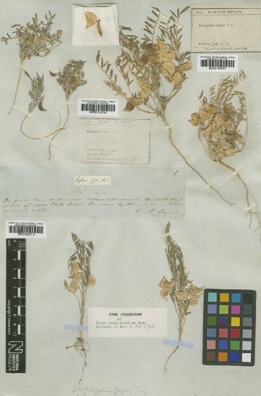 Astragalus geyeri var. geyeri - BM001042719
