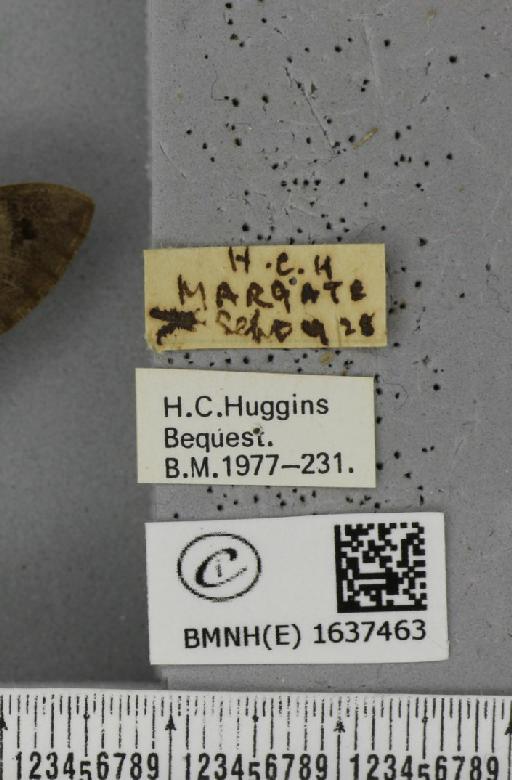 Macroglossum stellatarum (Linnaeus, 1758) - BMNHE_1637463_label_206136