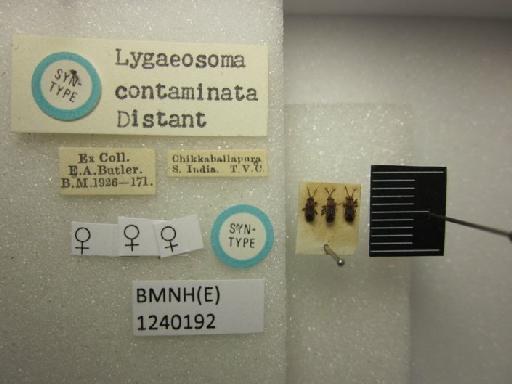 Lygaeosoma contaminata Distant, 1918 - Lygaeosoma contaminata-BMNH(E)1240192-Syntype female dorsal & labels