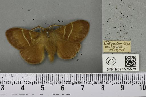 Macrothylacia rubi (Linnaeus, 1758) - BMNHE_1525579_196206