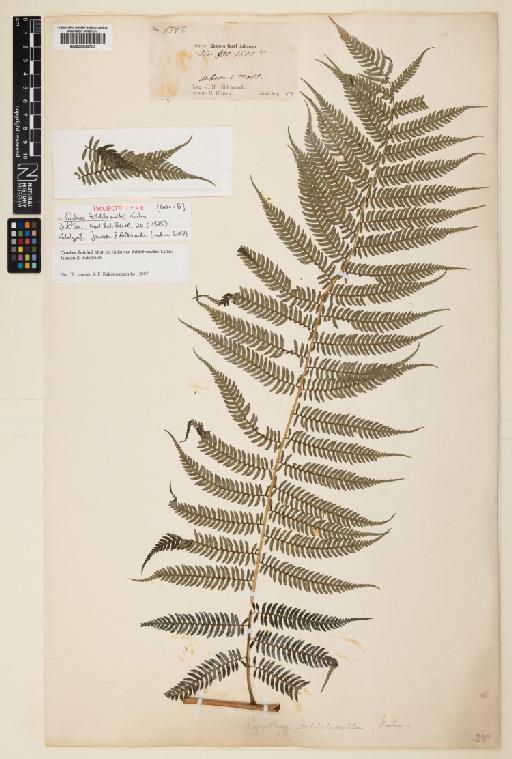 Cyathea boivinii var. hildebrandtii (Kuhn) Janssen & Rakotondr. - 000800703