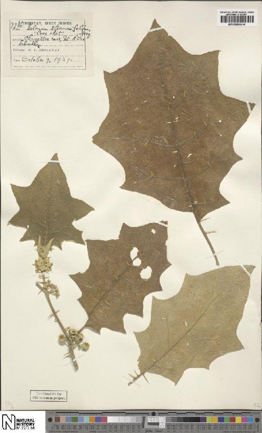 Solanum stramoniifolium Jacq. - BM000886848