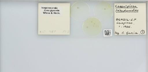 Isogonoceraia divergipennis White & Hodkinson, 1980 - 013482918_117198_1146273_157792_NonType_result