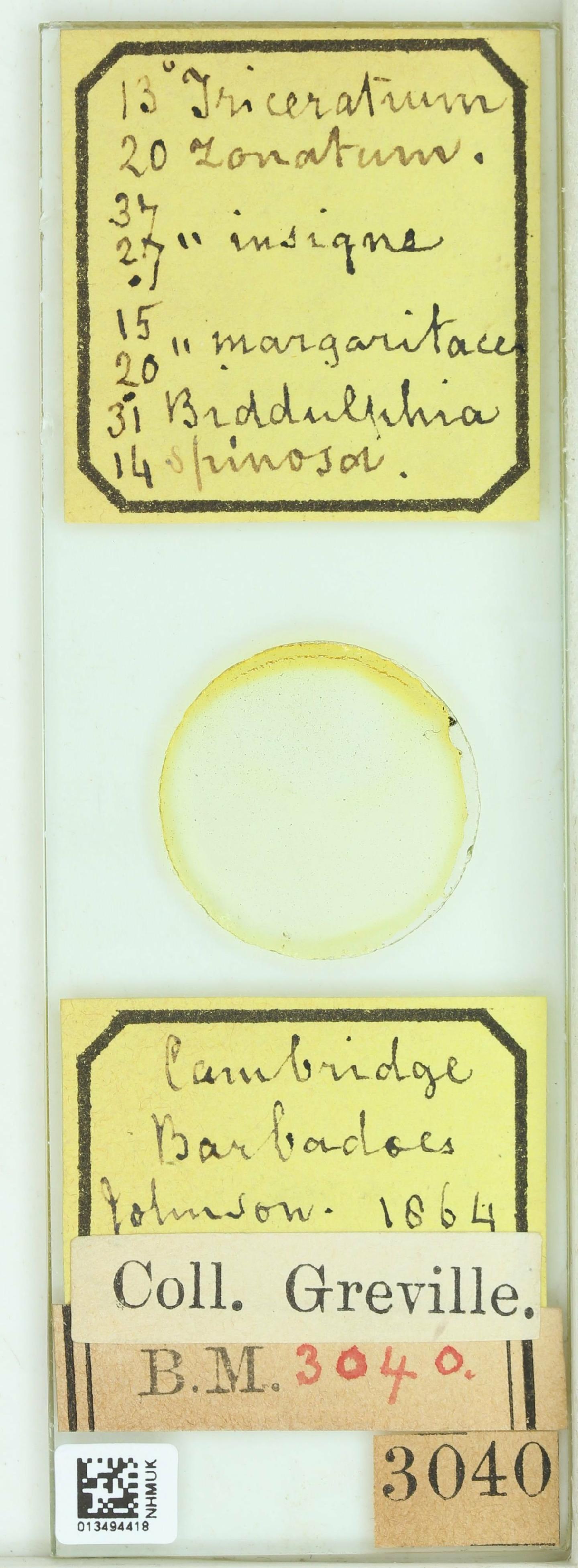 To NHMUK collection (Triceratium zonatum Grev.; Holotype; NHMUK:ecatalogue:4739314)