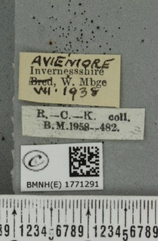 Dysstroma truncata truncata (Hufnagel, 1767) - BMNHE_1771291_label_351330