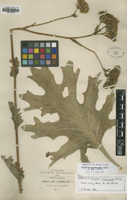 Psacalium brachycomum (S.F.Blake) H.Rob. & Brettell - BM001024060