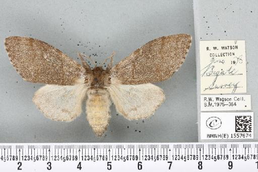 Calliteara pudibunda (Linnaeus, 1758) - BMNHE_1557674_255144