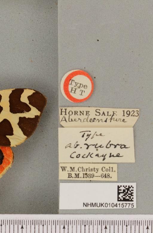 Arctia caja ab. rubra Cockayne, 1948 - NHMUK_010415775_label_533359