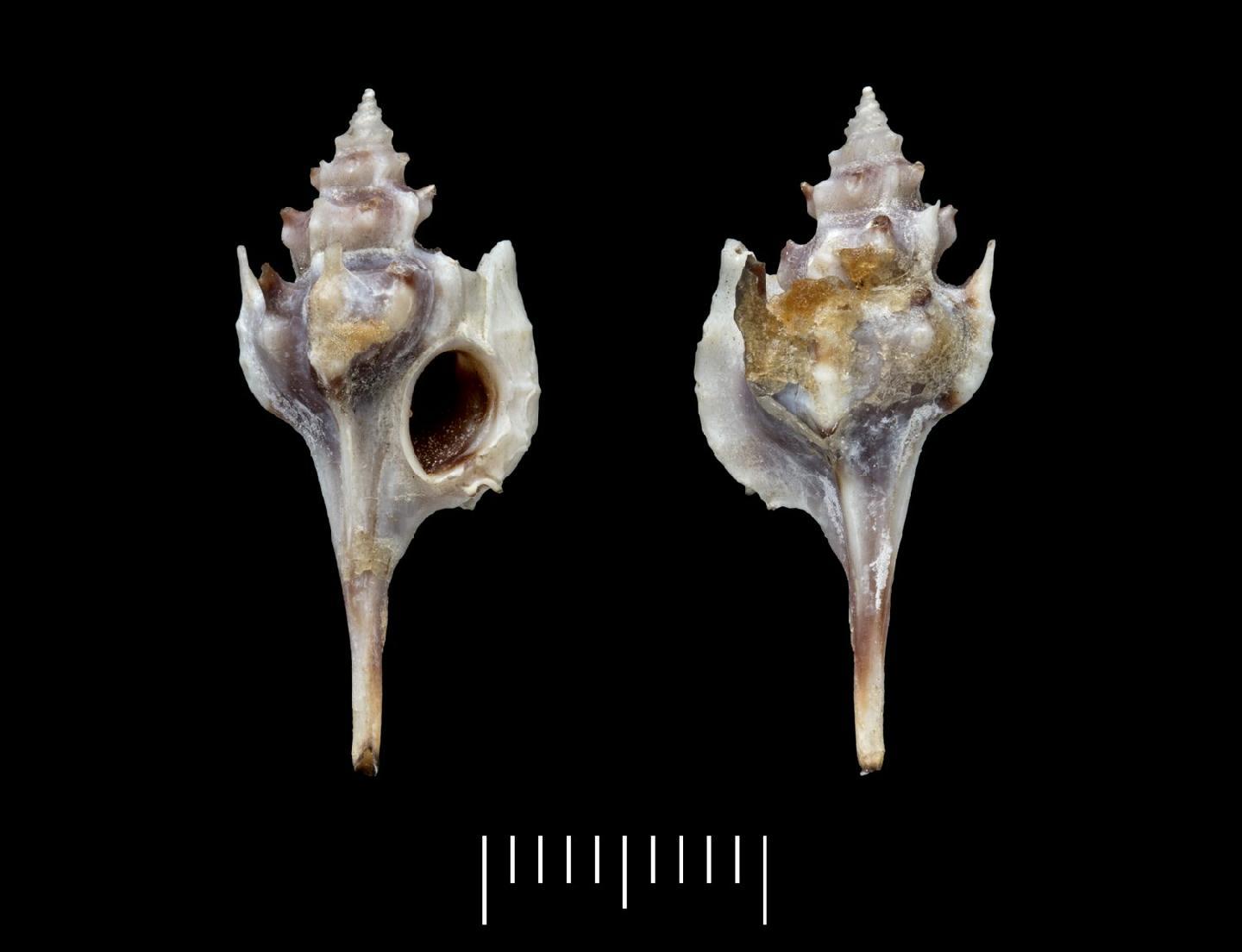 To NHMUK collection (Typhis cumingii Broderip, 1833; HOLOTYPE; NHMUK:ecatalogue:2382700)