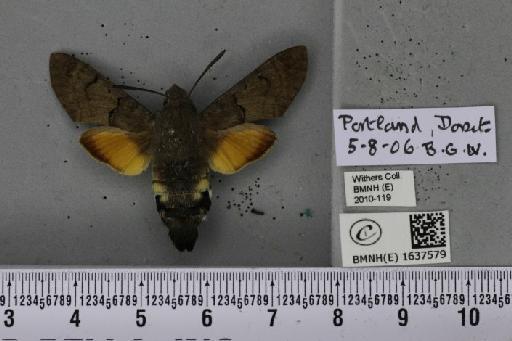 Macroglossum stellatarum (Linnaeus, 1758) - BMNHE_1637579_206263