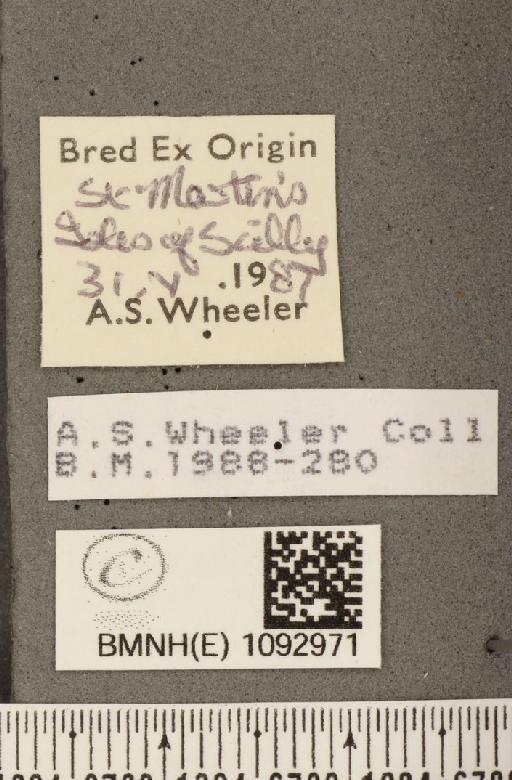 Pararge aegeria insula Howarth, 1971 - BMNHE_1092971_label_3716