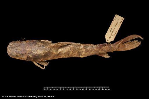 Chrysichthys sharpii Boulenger, 1901 - BMNH 1900.12.31.14, HOLOTYPE, Chrysichthys sharpii dorsal