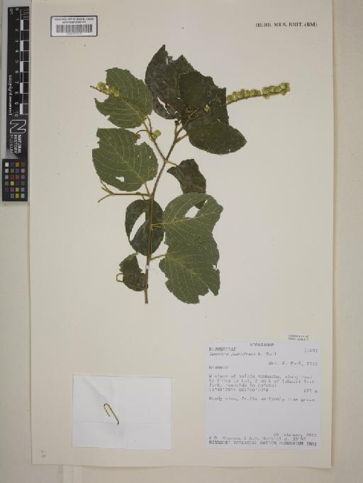 Gouania pubidisca A.Pool - BM001172316