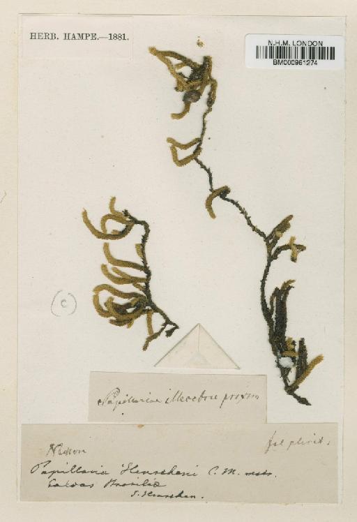 Meteoridium remotifolium (Müll.Hal.) Manuel - BM000961274