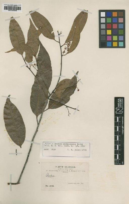 Ocotea proboscidea Rusby - BM000993968