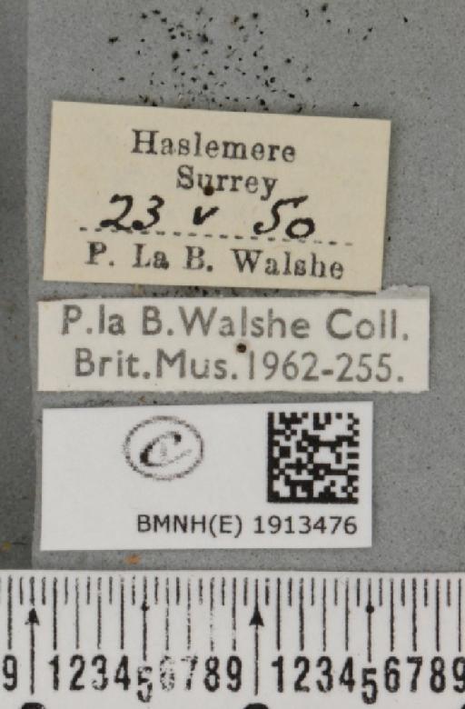 Aethalura punctulata (Denis & Schiffermüller, 1775) - BMNHE_1913476_label_485352