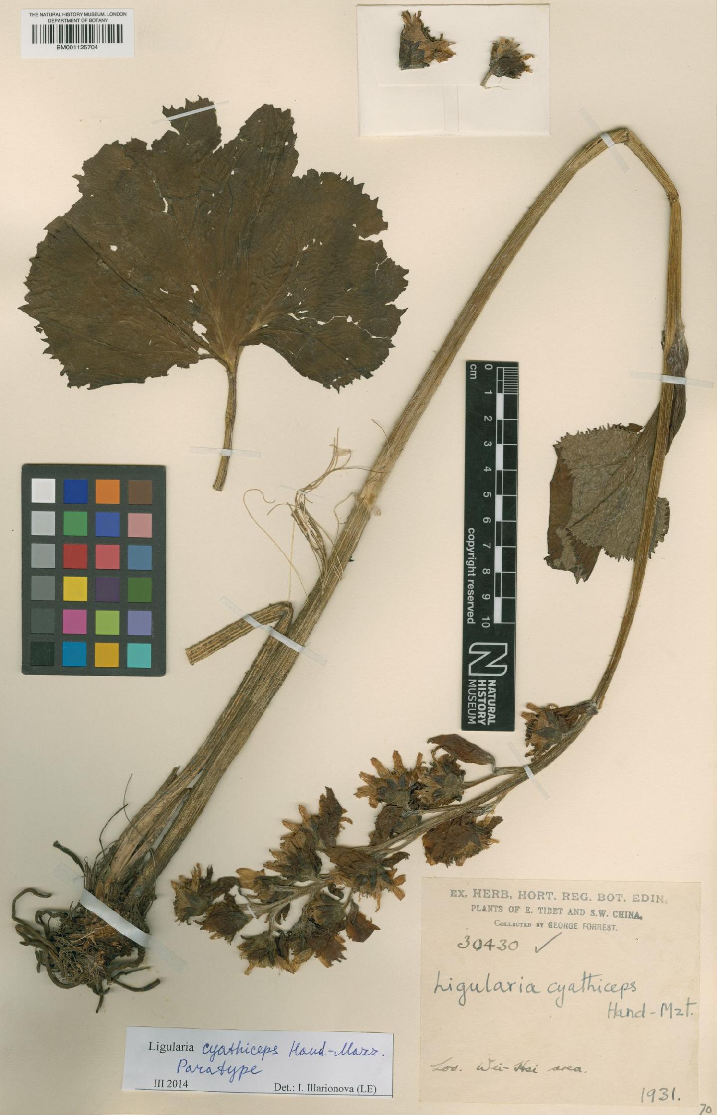 To NHMUK collection (Ligularia cyathiceps Hand.-Mazz.; Paratype; NHMUK:ecatalogue:3098950)